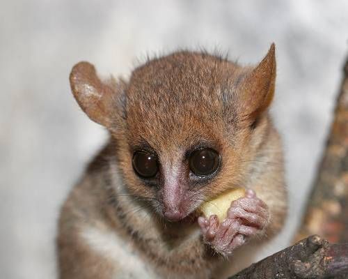 mouse lemur